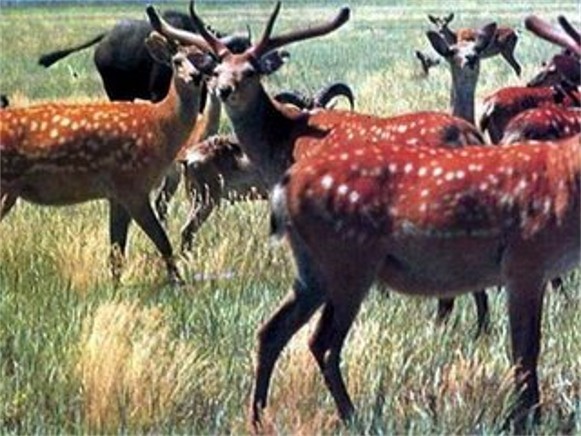 Image - Sika deer in the Askania-Nova Biosphere Reserve.